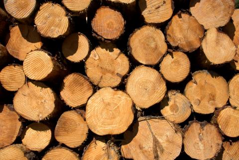 Pine logs for export 